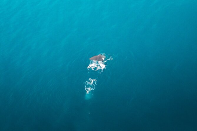 Kaikōura Whale Watching Scenic Flight (40 Minutes) - Weather, timing, and the luck of wildlife