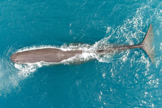 Kaikōura Whale Watching Scenic Flight (40 Minutes) - A 40-minute route over the Pacific
