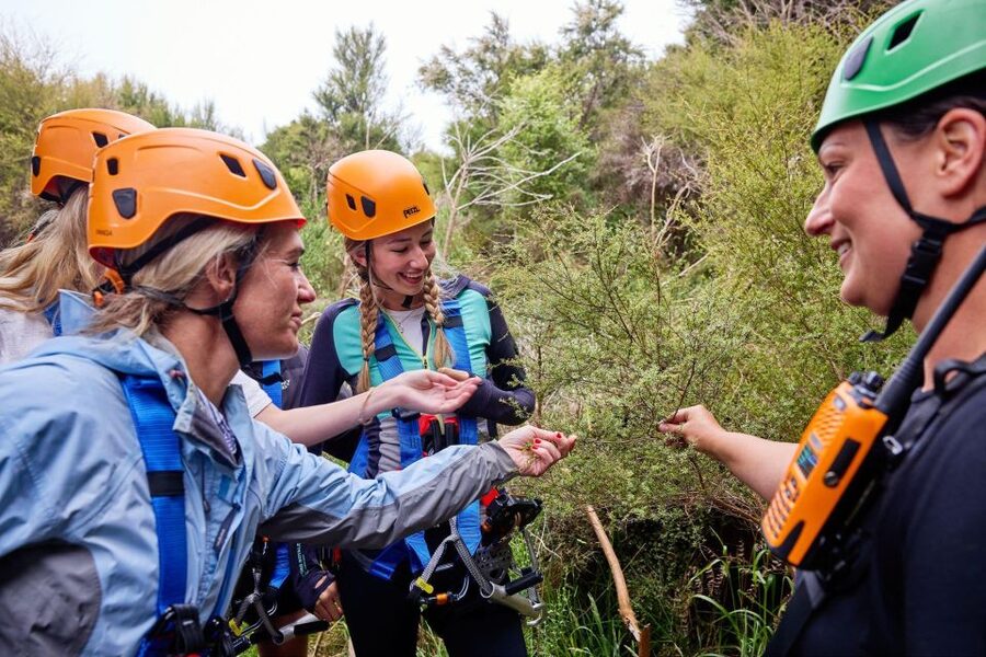 Kaikōura: Zipline and Native Forest Adventure Trip - Guides who keep the nerves under control