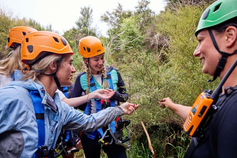 Kaikōura: Zipline and Native Forest Adventure Trip - How much time and money should you allow?