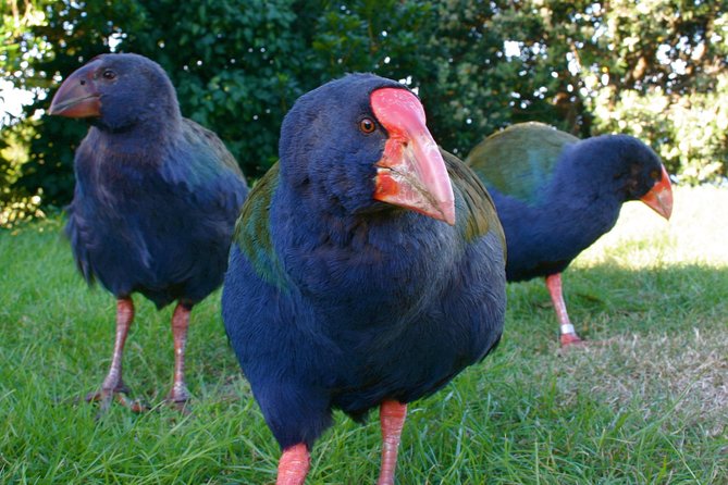 Kapiti Island Classic Guided Day Tour - From Wellington to Paraparaumu Beach at 8:45 am