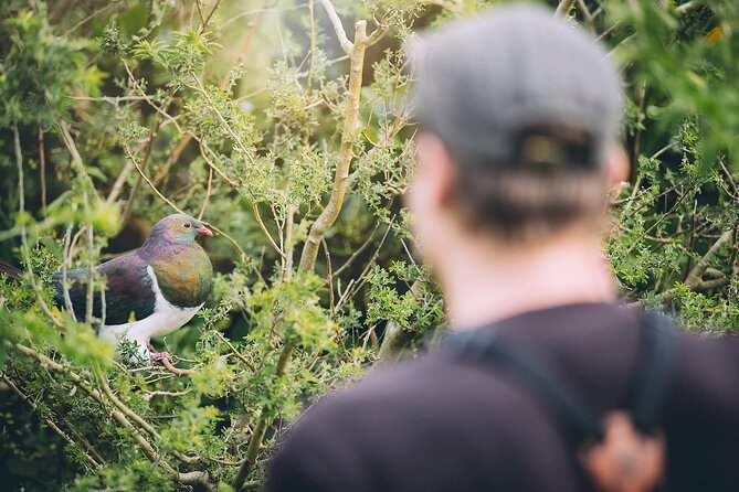 Kapiti Island Classic Guided Day Tour - What the $191.76 price includes