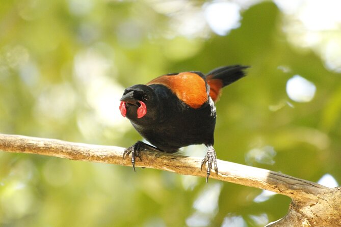 Kapiti Island Classic Guided Day Tour - Practical details for a smoother day