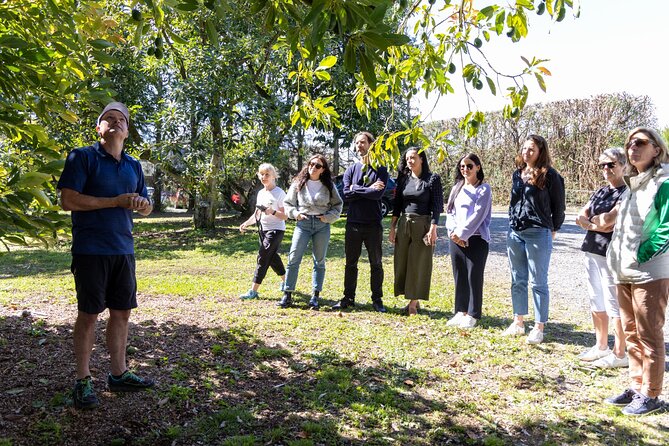 Katikati Avocado Adventure - Key points at a glance