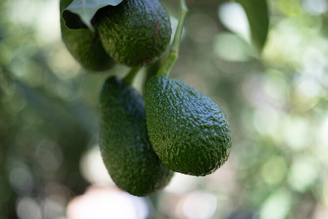 Katikati Avocado Adventure - Picking your own avocado, when the season allows