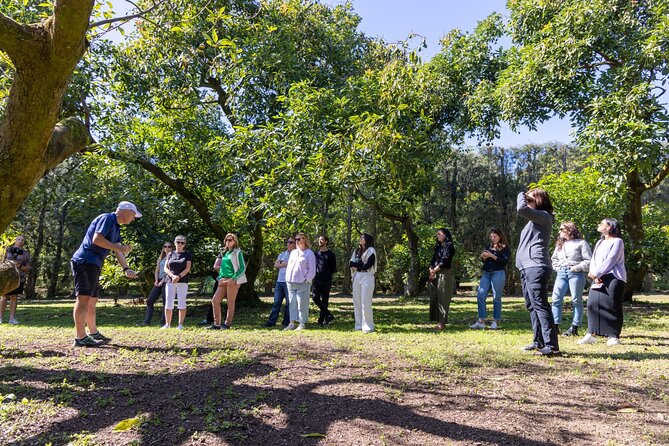 Katikati Gourmet Avocado Tasting - Watching fruit come down from the trees
