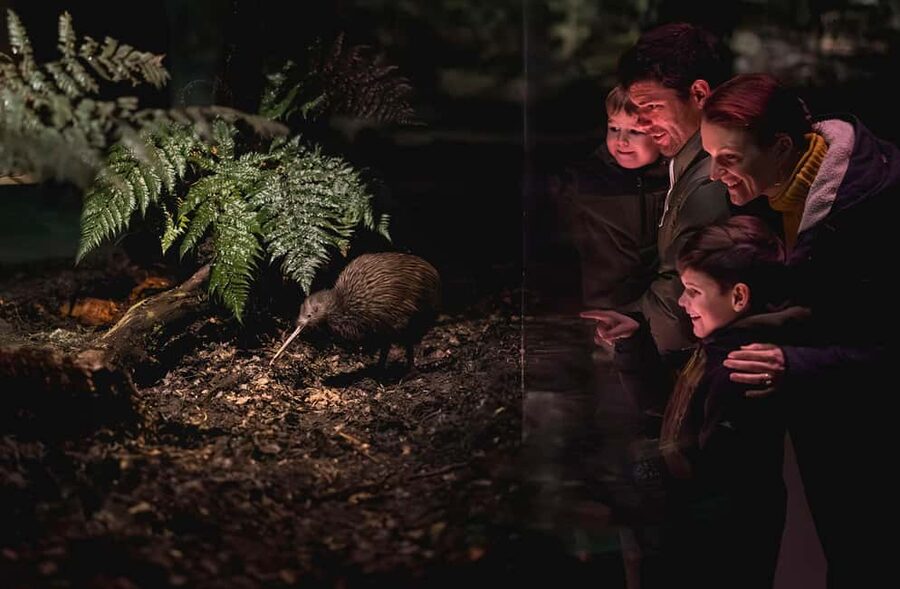 Kiwi Park Admission Ticket - Should you book this Queenstown wildlife experience?