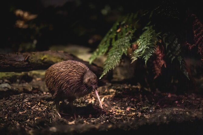 Kiwi Park Queenstown Admission - Key points to know before you go