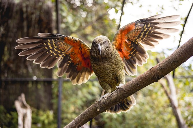 Kiwi Park Queenstown Admission - A small park with more than just kiwi