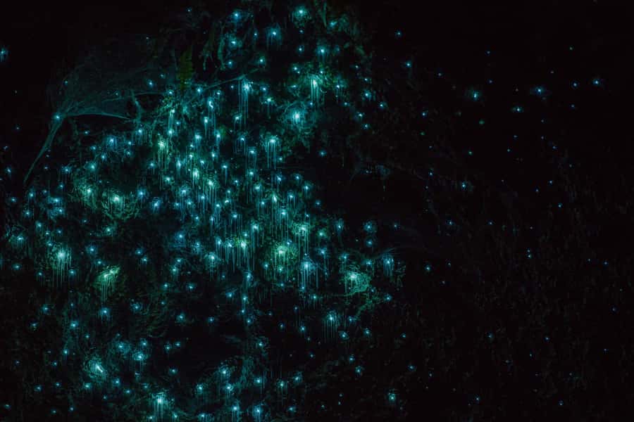 Lake Karapiro: Evening Kayak Glowworm Tour - Why the evening timing makes the glowworms better