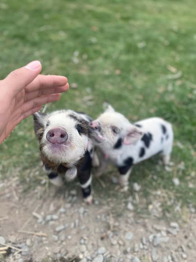 Lake Tekapo: Guided Petting Zoo Visit - Key points at a glance
