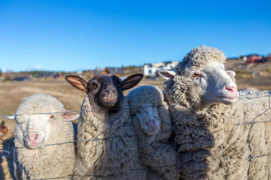 Lake Tekapo: Guided Petting Zoo Visit - A small farm visit in the heart of Lake Tekapo