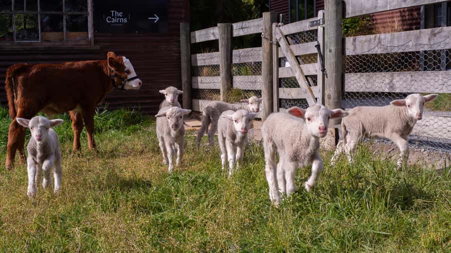 Lake Tekapo: Guided Petting Zoo Visit - Twenty minutes with sheep, alpacas, pigs, and more