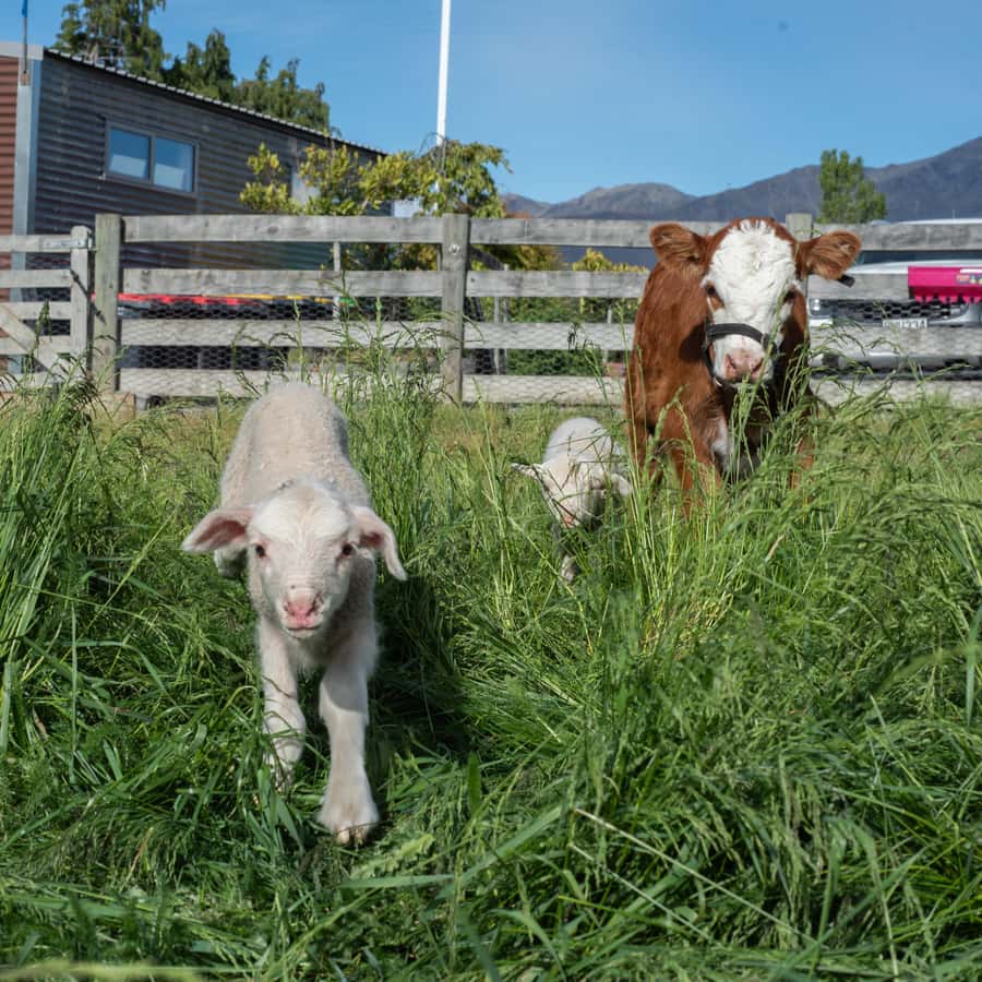 Lake Tekapo: Guided Petting Zoo Visit - Feeding time is the real highlight