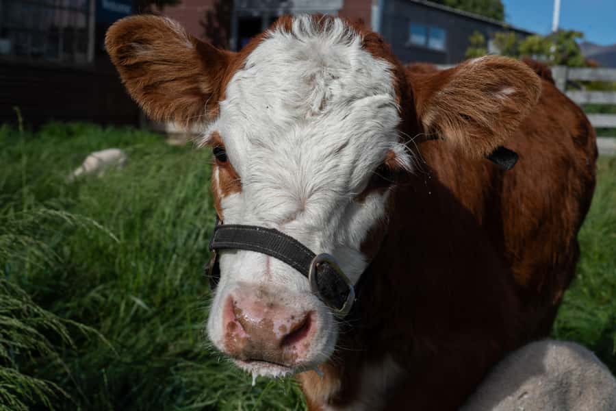 Lake Tekapo: Guided Petting Zoo Visit - Baby lamb season brings a special bonus