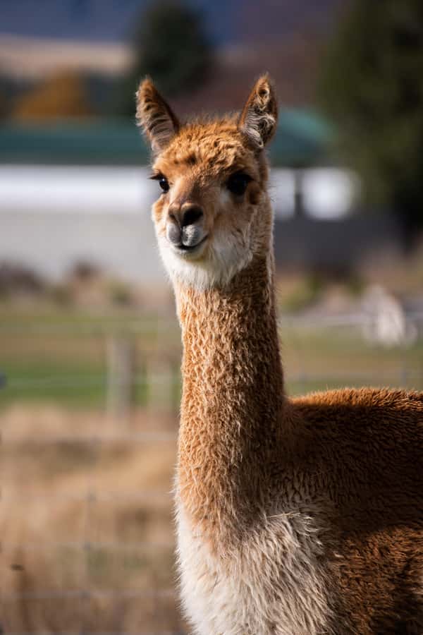 Lake Tekapo: Guided Petting Zoo Visit - Who will get the most from this $11 activity?