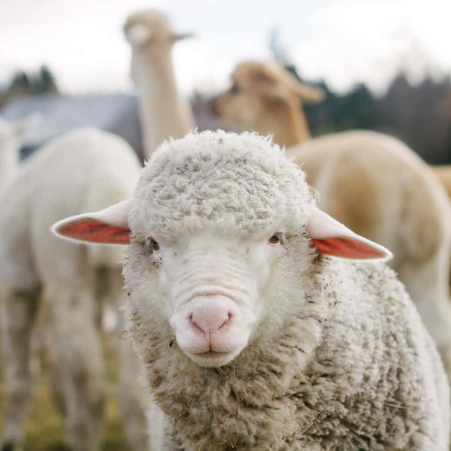 Lake Tekapo: Guided Petting Zoo Visit - Practical planning for your Tekapo day