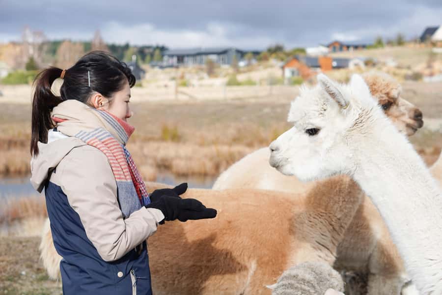 Lake Tekapo: Guided Petting Zoo Visit - Five minutes to learn the rules