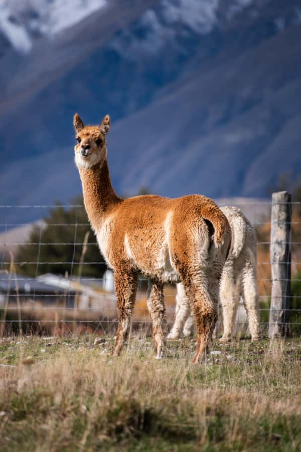 Lake Tekapo High Country Farm Tour (Carbon Positive) - Irishman Creek Hut and Swan Tarn