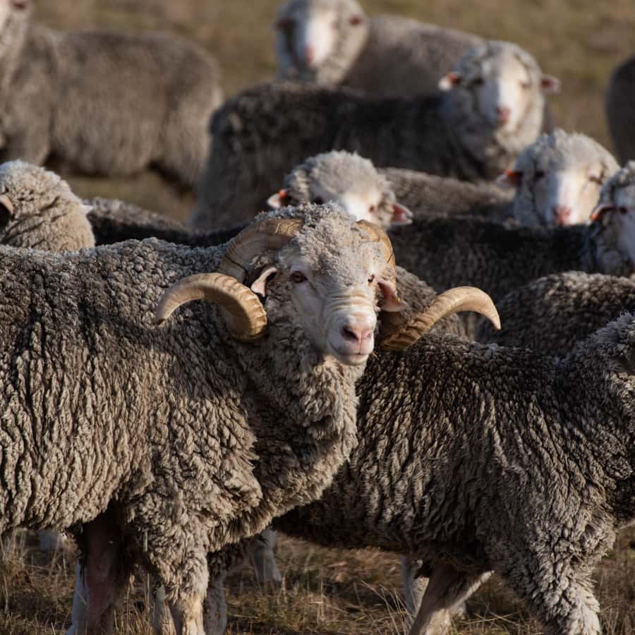 Lake Tekapo High Country Farm Tour (Carbon Positive) - What the two-hour schedule feels like