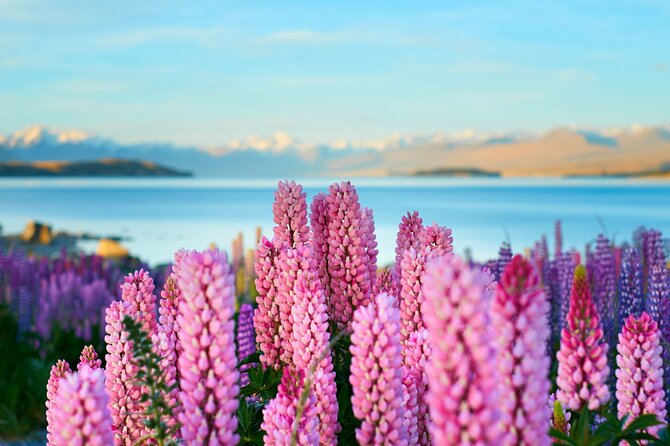 Lake Tekapo Private Day Trip from Queenstown - Kawarau Bridge and Central Otago fruit country