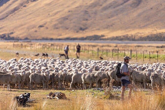 Lake Tekapo Scenic Wilderness Cass Valley Tour - What the three-hour itinerary feels like