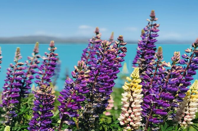 Lake Tekapo to Mt Cook One-Way Small Group Tour - Why this transfer is more than a ride