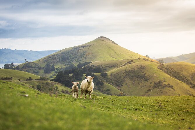 Larnach Castle Tour & Wildlife Cruise (Dunedin Shore Excursion) - Taiaroa Head and the royal albatross colony