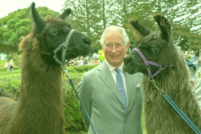 Llama Trek (Half-day) - Kaikoura Bay, Beaches & Seal Colony - Meeting your llama at West End