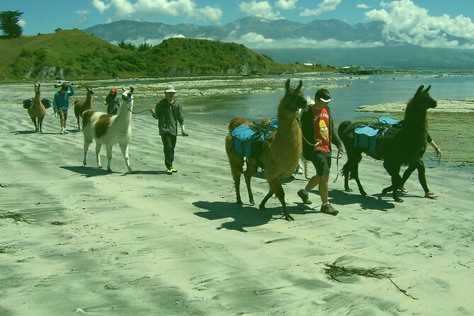 Llama Trek (Half-day) - Kaikoura Bay, Beaches & Seal Colony - Ohau Point and New Zealand fur seals