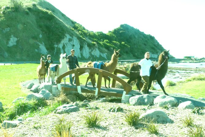 Llama Trek (Half-day) - Kaikoura Bay, Beaches & Seal Colony - Cake, coffee, and a practical finish