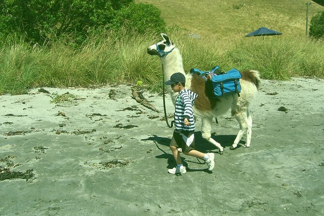 Llama Trek (Half-day) - Kaikoura Bay, Beaches & Seal Colony - What the $154.52 price includes