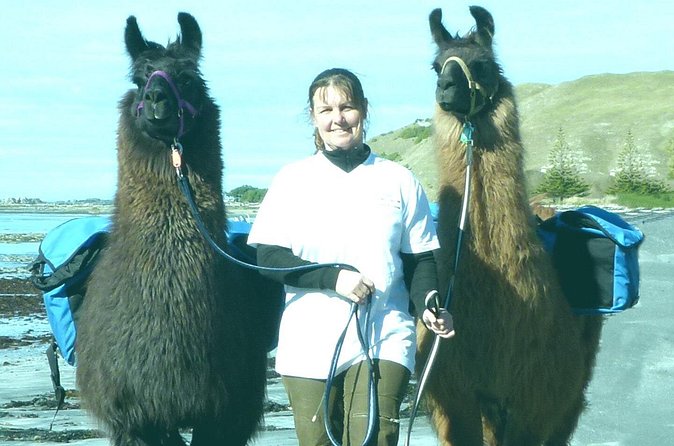 Llama Trek (Half-day) - Kaikoura Bay, Beaches & Seal Colony - The best way to prepare