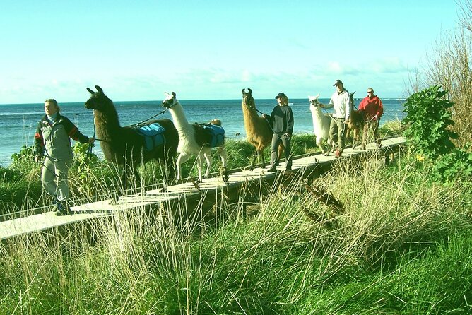 Llama Trek (Half-day) - Kaikoura Bay, Beaches & Seal Colony - Walking Kaikōura Bay and the peninsula coast