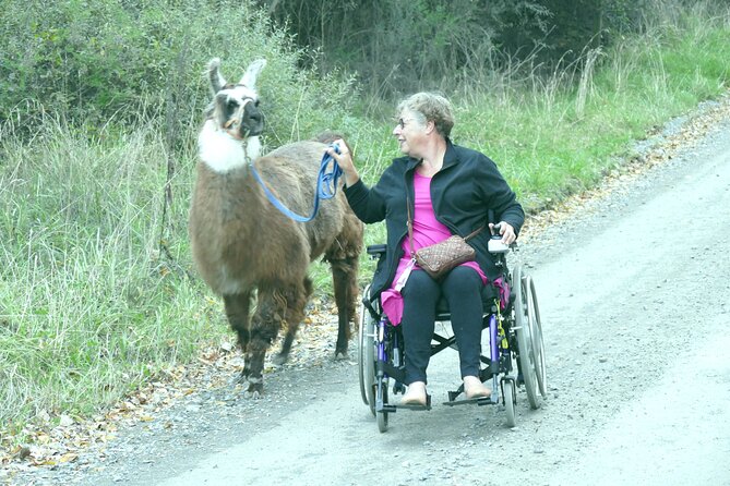 Llama Trek (Taster) - Kowhai River Valley and Native Woodland Tour - Is $83.16 Good Value?