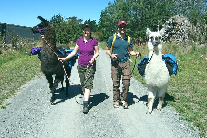 Llama Trek (Taster) - Kowhai River Valley and Native Woodland Tour - Accessibility and Booking Details