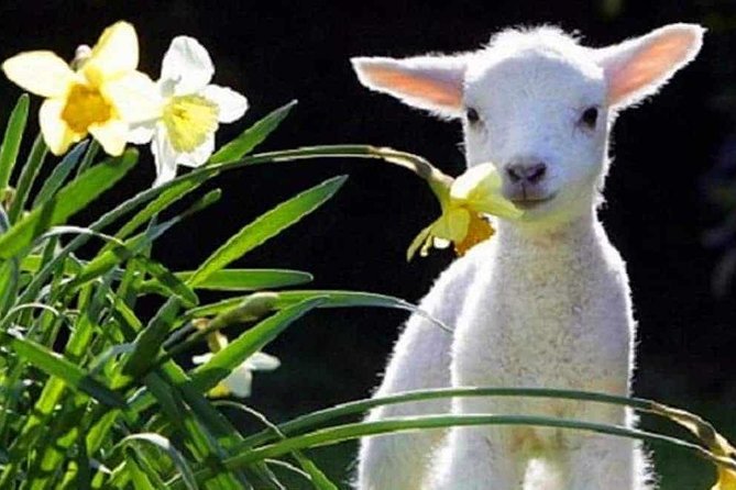 Lyttelton Cruise Excursions: Christchurch Sightseeing with Sheep Farm - Key points to know before booking