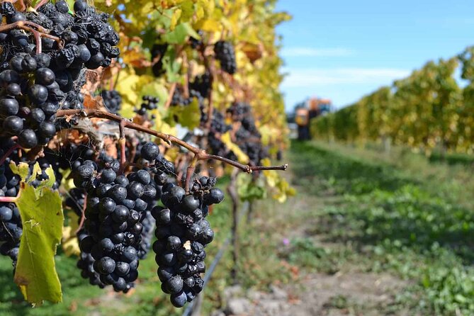 Lyttelton Shore Excursion - City Highlights & Waipara Wine Tour - Guides Make a Noticeable Difference