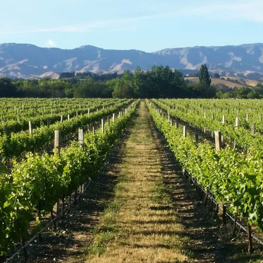 Marlborough Full Day Wine Tour - Key points at a glance