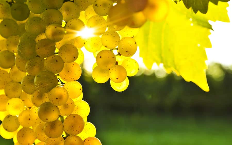 Marlborough Full Day Wine Tour - The 10 a.m. pickup and ride through the valley