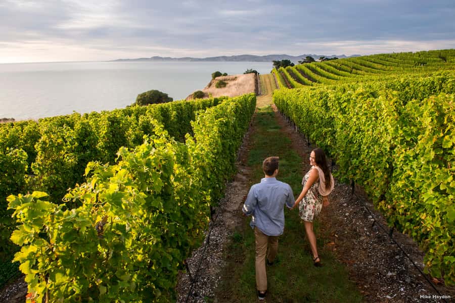 Marlborough Half Day Wine Tour From Blenheim - No lunch stop, so plan your afternoon