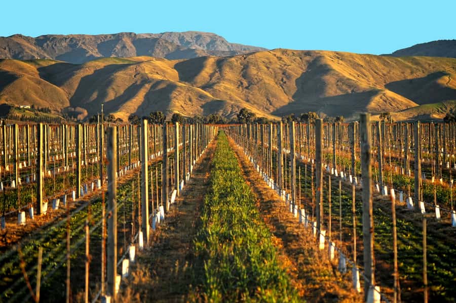 Marlborough Half Day Wine Tour From Picton - Who should book this tour?