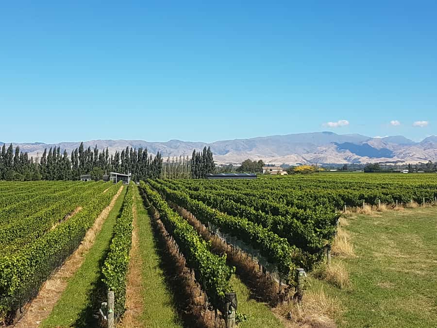 Marlborough: Half Guided and Half Self-Guided Bike Wine Tour - Is $110 good value?