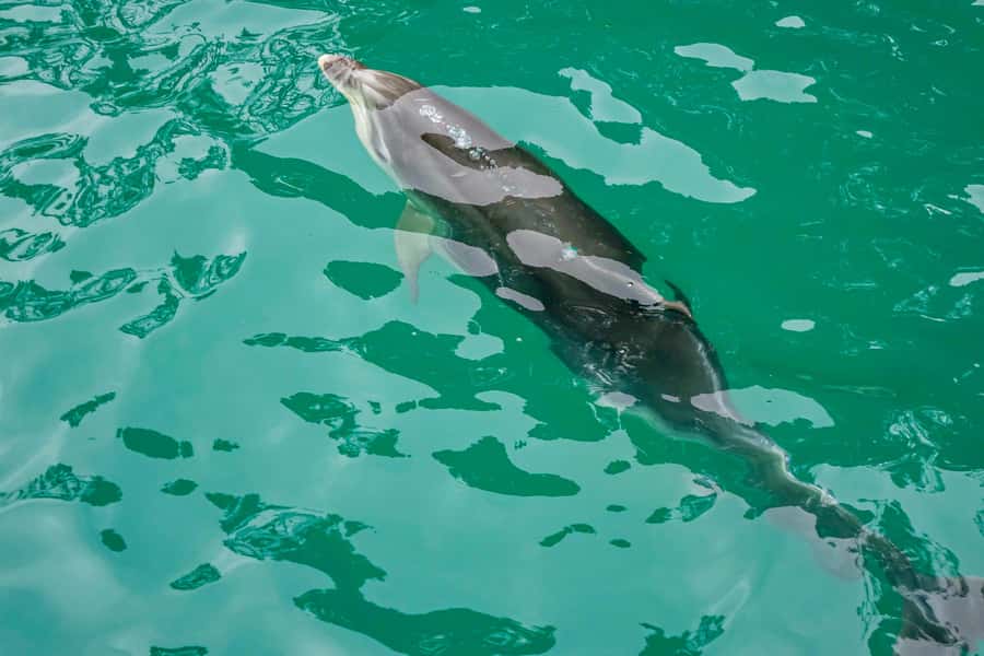 Marlborough Sounds and Ship Cove Cruise from Picton - Key points to know before you book