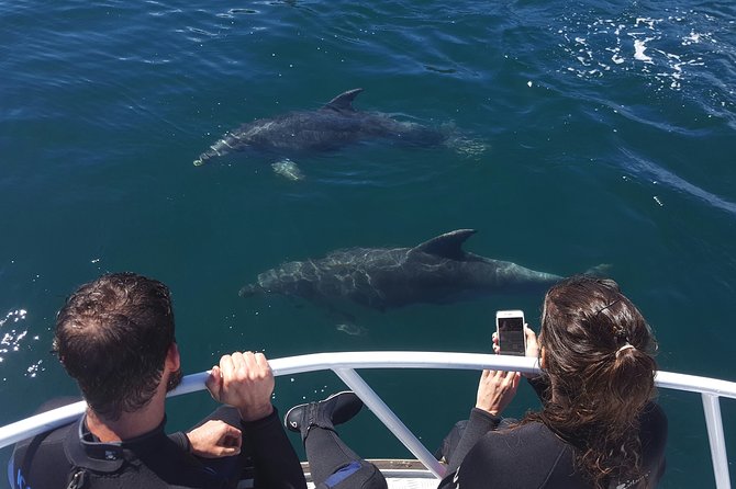 Marlborough Sounds Ultimate Cruise - Key points to know before you book