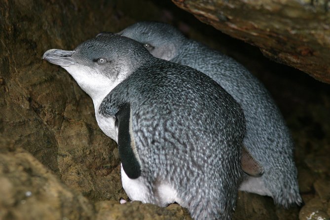 Marlborough Sounds Ultimate Cruise - Drinks, biscuits, and the small comforts