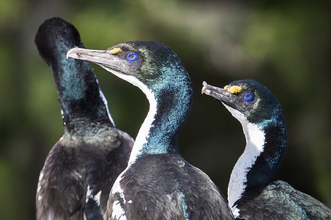 Marlborough Sounds Ultimate Cruise - What the trip feels like for families and older walkers
