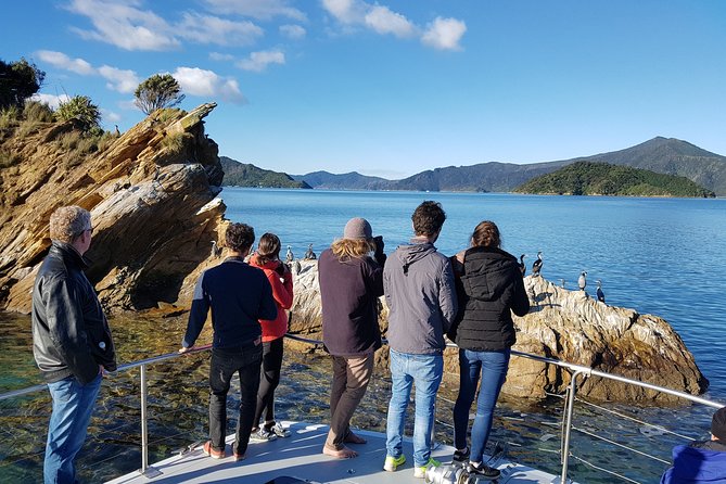Marlborough Sounds Ultimate Cruise - Best times to choose the morning or afternoon