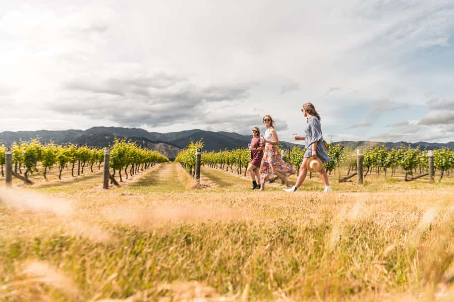 Marlborough: Wineries Visit and Tasting Session - Three cellar doors in one Marlborough afternoon