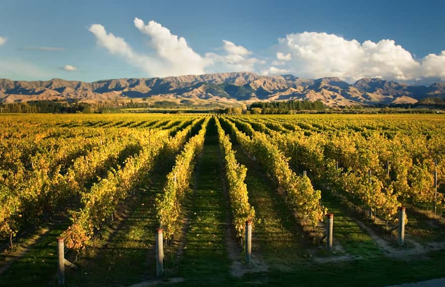 Marlborough: Wineries Visit and Tasting Session - What each winery stop adds to the afternoon